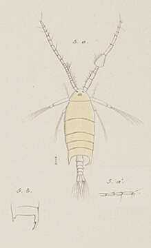 Image of Pontellopsis protensa (Dana 1849)