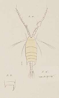Image de Pontellopsis protensa (Dana 1849)
