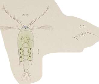 Image of Pontellopsis regalis (Dana 1849)