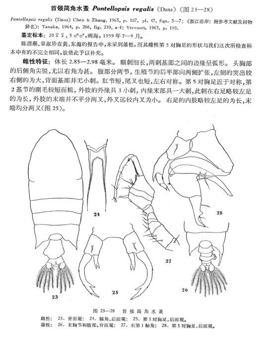 Image of Pontellopsis regalis (Dana 1849)