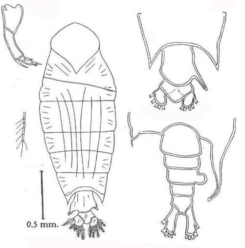 Image of Pontellopsis regalis (Dana 1849)