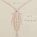 Слика од Pontellopsis rubescens (Dana 1849)