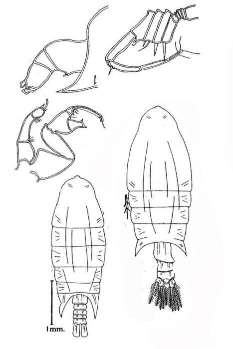 Image of Pontellopsis sinuata Wilson C. B. 1950