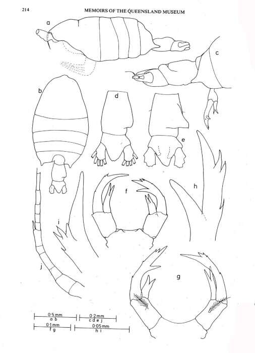 Image of Pontellopsis tasmanensis Greenwood 1978