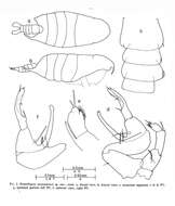 Image of Pontellopsis tasmanensis Greenwood 1978