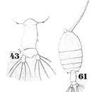Image of Pontellopsis tenuicauda (Giesbrecht 1889)