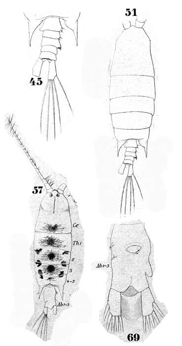 Imagem de Pontellopsis villosa Brady 1883