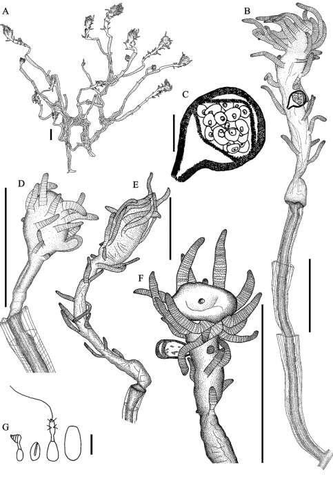 Image of Tubiclavoides striatum Moura, Cunha & Schuchert 2007