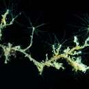 Image of Hydroid