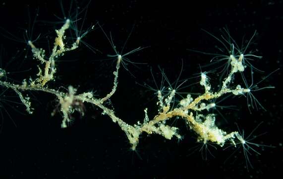 Image of Hydroid