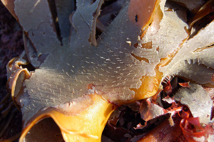 Image of Marine bryozoan