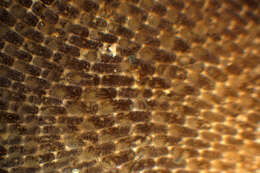 Image of Marine bryozoan