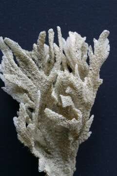 Image of Hairy bryozoan