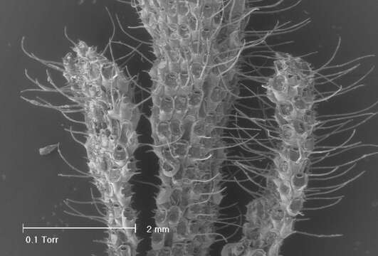 Image of Hairy bryozoan