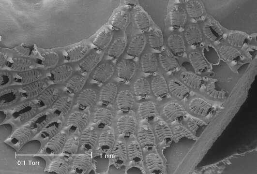 Image of Bryozoan