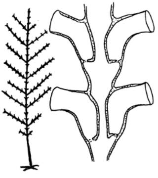 Plancia ëd Syntheciidae Marktanner-Turneretscher 1890