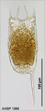 Imagem de Keratella tropica (Apstein 1907)