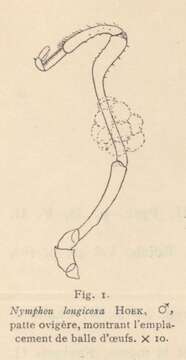 Image of Nymphon longicoxa Hoek 1881