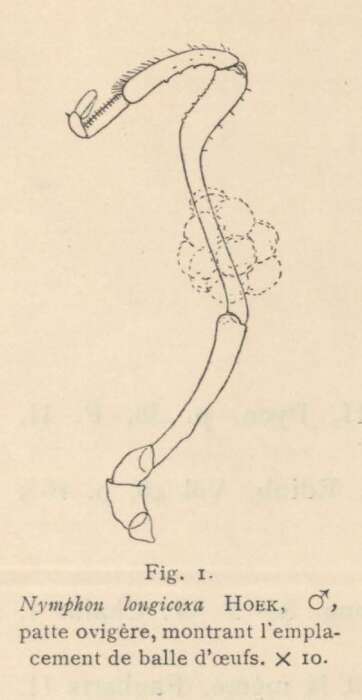 Image of Nymphon longicoxa Hoek 1881