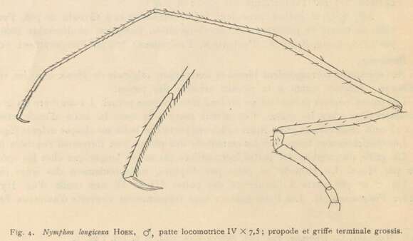 Image of Nymphon longicoxa Hoek 1881