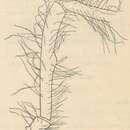 Pallenopsis pilosa (Hoek 1881)的圖片