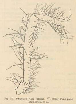 Image of Pallenopsis pilosa (Hoek 1881)