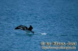 Image of Laysan Albatross