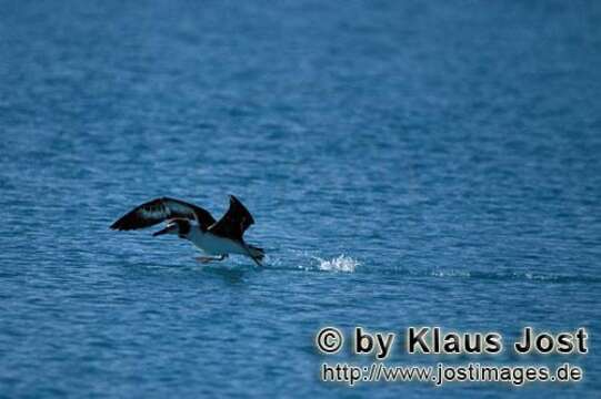 Image of Laysan Albatross