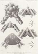 Image of Ophiopyrgus australis Koehler 1901