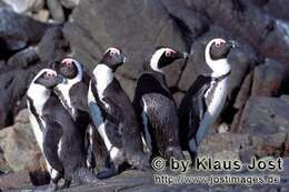 Image of African Penguin