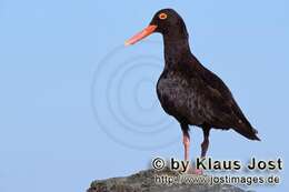 Image of African Black Oystercatcher