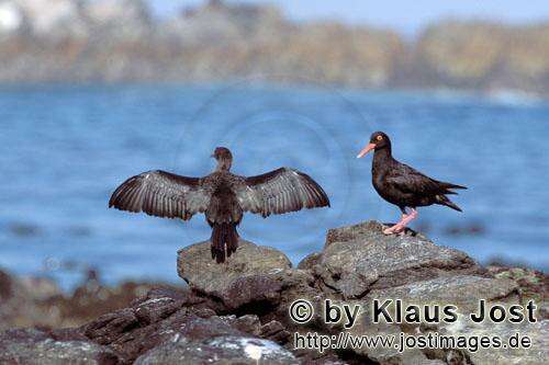 Image of African Black Oystercatcher