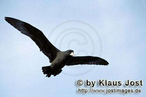 Image of White-chinned Petrel