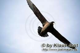 Image of White-chinned Petrel