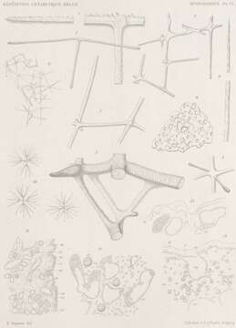 Image of Uncinateridae Reiswig 2002