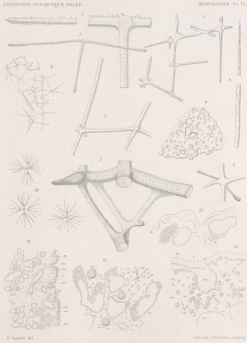 Image of Hexasterophora Schulze 1886