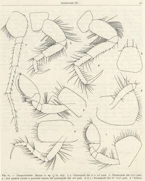 Image of Paraperioculodes K. H. Barnard 1931