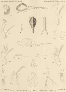 Image of Campylaspis G. O. Sars 1865