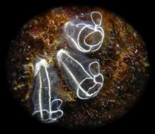 Image of Light-bulb sea squirt