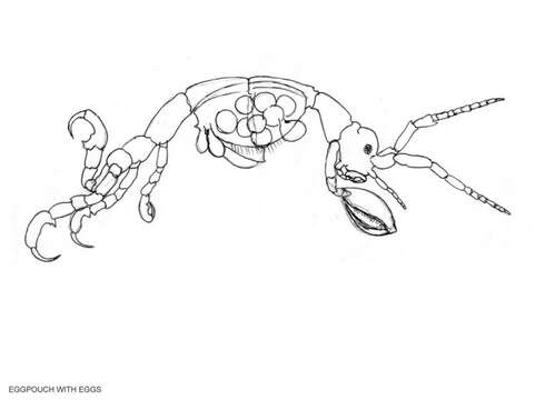 Image of Skeleton shrimp