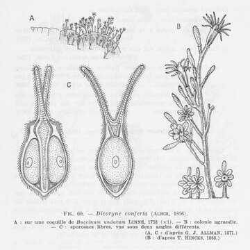 Image of Dicoryne Allman 1859