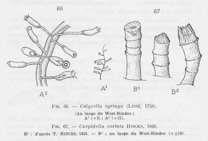 Image of Calycella Hincks 1864 ex Allman 1864