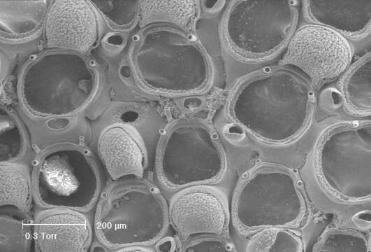 Image of Callopora dumerilii (Audouin 1826)