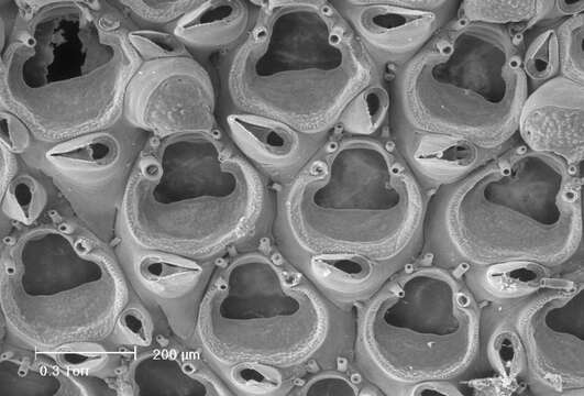 Слика од Amphiblestrum flemingii (Busk 1854)