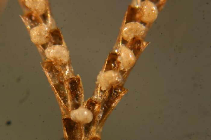 Image of Brown bryozoan