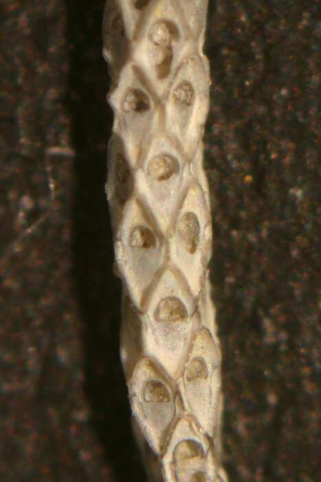 Image of Cellaria salicornioides Lamouroux 1816