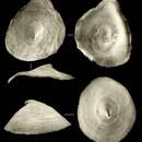 Image of Kaiparapelta askewi McLean & Harasewych 1995