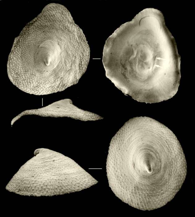 Image of Kaiparapelta askewi McLean & Harasewych 1995