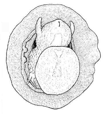 Image of Kaiparapelta askewi McLean & Harasewych 1995