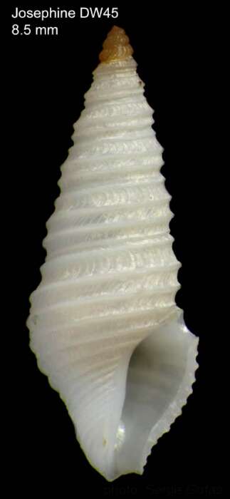 Sivun Drilliola loprestiana (Calcara 1841) kuva